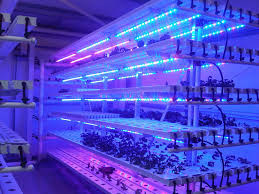 Sera T5 LED floresan bitki marul, lahana ışıklar büyümeye